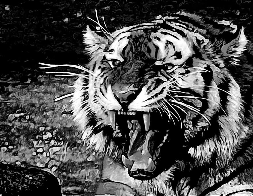 tīģeris, rēkt, zobs, zobi, dzīvnieku, savvaļas, melns un balts, bīstami, savvaļas dzīvnieki, gaļēdāji