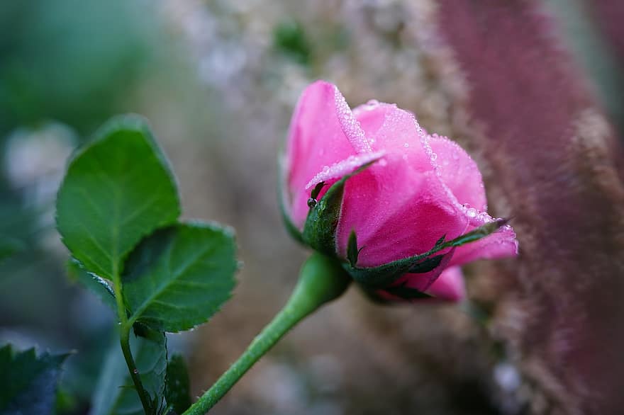 Rose, Blume, Tau, Tautropfen, Tröpfchen, Regentropfen, Rosenblätter, Blütenblätter, Rosenblüte, pinke Blume, pinke Rose