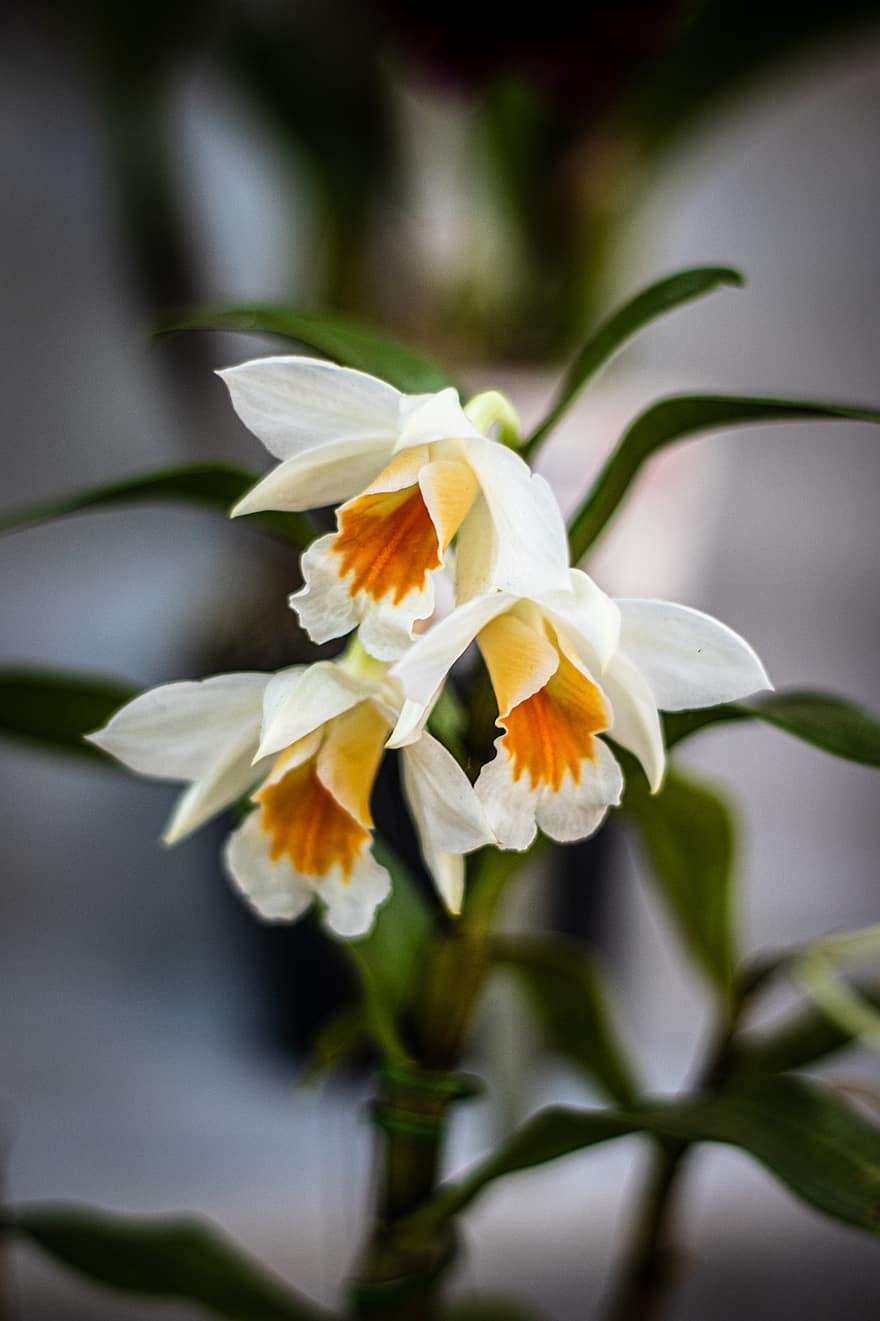 blommor, orkidéer, blomma, vita blommor, vita orkidéer, vita kronblad, flora, blomsterodling, hortikultur, botanik, natur