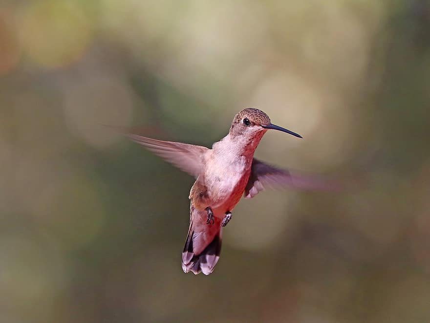 colibrí, ocell, volant, animal, vida salvatge, ales, plomes, plomatge, bec, naturalesa, primer pla