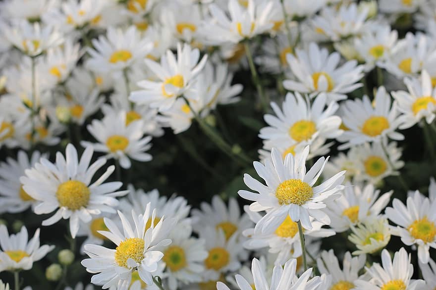 daisy, blommor, trädgård, vita tusensköna, vita blommor, kronblad, vita kronblad, blomma, flora