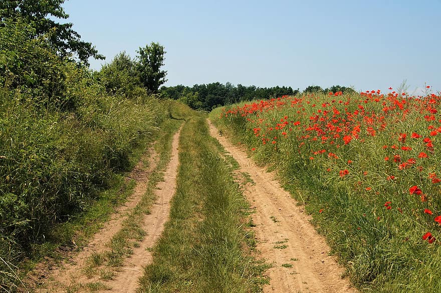 Road, Field, Poppies, Rural, Flowers, Plants, Meadow, Rural Road, Landscape, Countryside