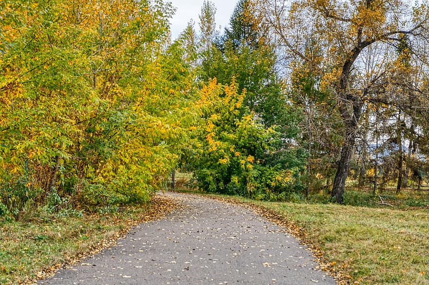 Natura, ścieżka, jesień, spadek, pora roku, na dworze, park, krzaki, drzewa