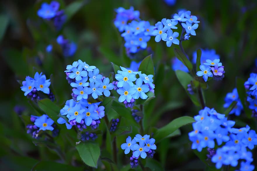 Glem mig ikke, blomster, blå blomster, kronblade, blå kronblade, flor, blomstre, flora, planter, have