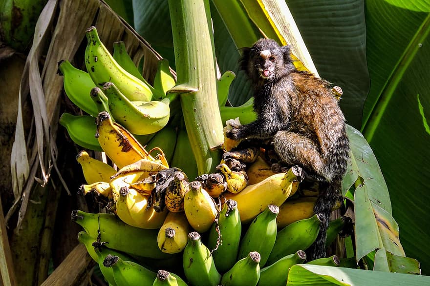 opice, primát, banány, callithrix, sagui, zvíře, Příroda