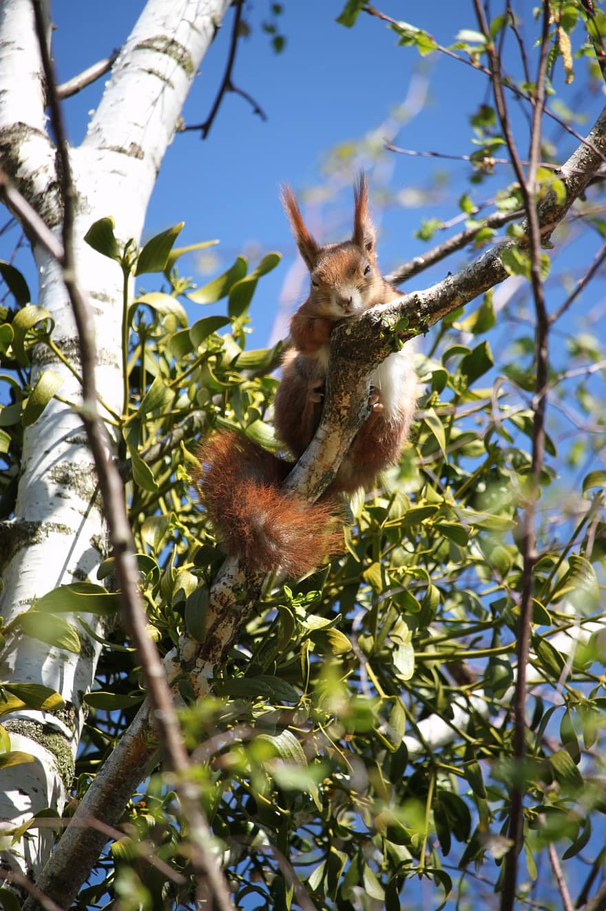 다람쥐, 동물, 나무, 붉은 다람쥐, 설치류, 포유 동물, 야생 생물