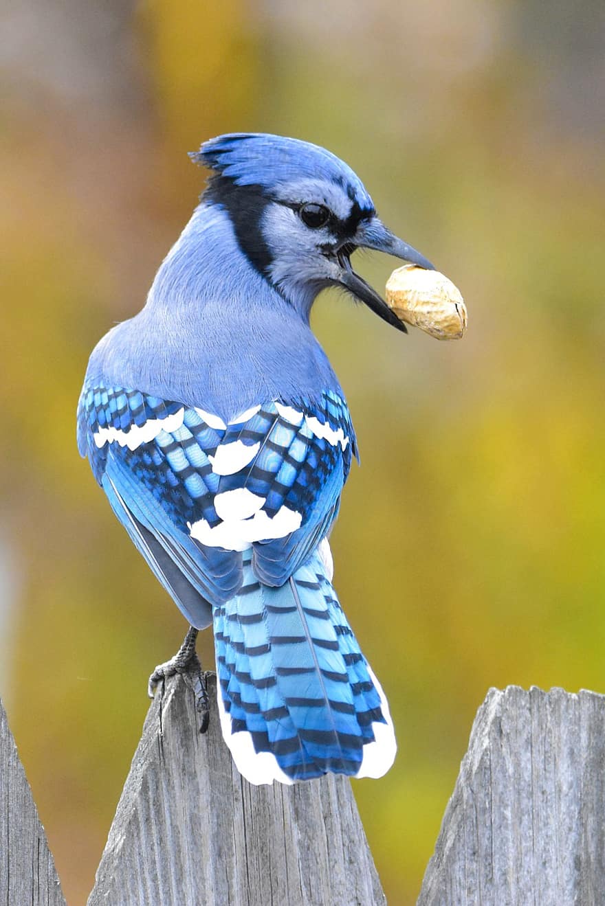 Blue Jay, yem arama, kuş, tünemiş, Mavikuş, gaga, tüyler, mavi tüyler, ave, ornitoloji, Kuş gözlemciliği