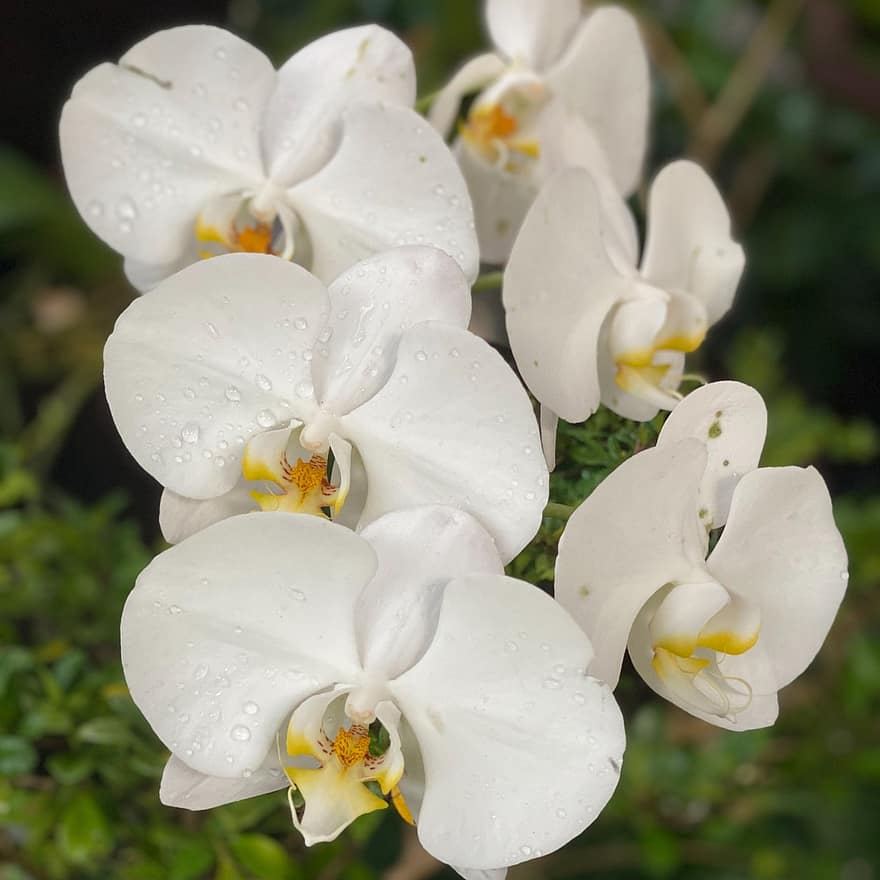 orkidéer, blommor, växt, vita orkidéer, moth orchids, våt, kronblad, blomma, flora, natur, närbild