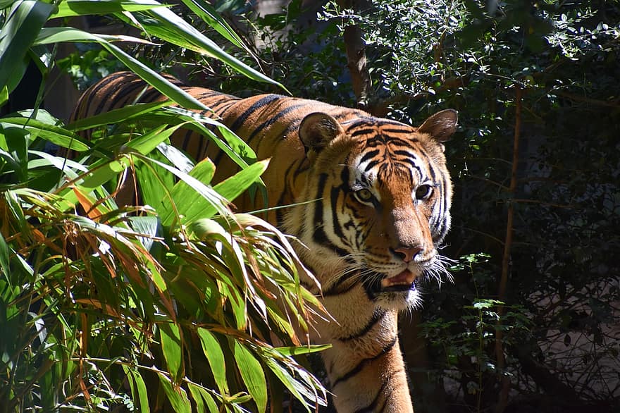 tiger, dyr, dyrehage, stor katt, malayan tiger, striper, feline, pattedyr, natur, dyreliv, dyreliv fotografering