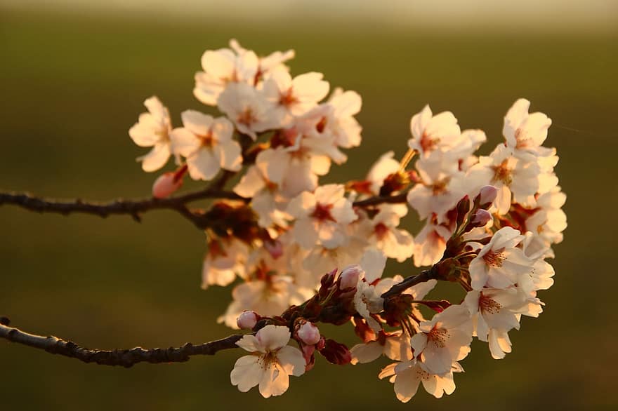 třešňové květy, sakura, západ slunce, růžové květy, jaro, Příroda