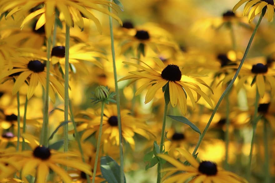 coneflower, rudbeckia, sunflowers, nature, yellow, summer, plant, flower, outdoors, close-up, beauty in nature