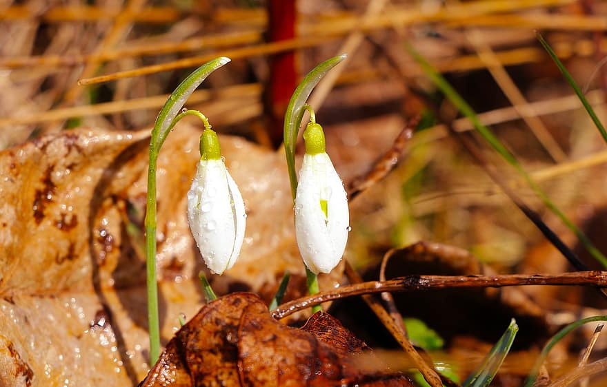 Snowdrops, Flowers, Spring, Dewdrops, Meadow, Wildflowers, White Flowers, Macro, close-up, freshness, plant