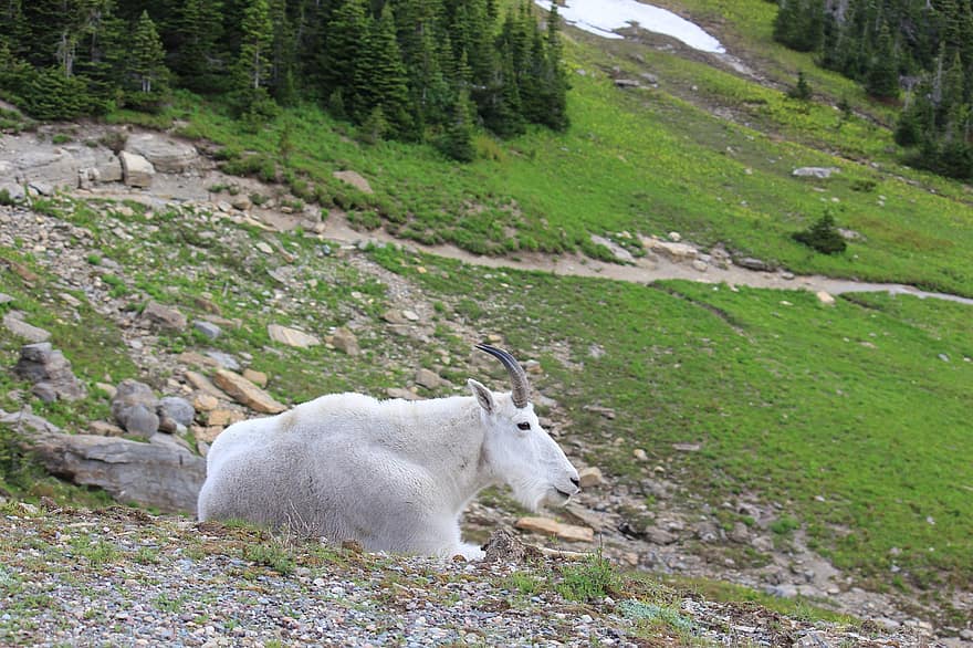 Mountain Goat, Goat, Animal, Wildlife, Rocky Mountain Goat, Horns, Wild, Wilderness, Mountain