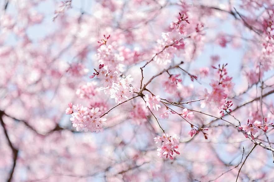 Japón, paisaje, planta, Flores de cerezo, primavera, botánica, floración, flor, crecimiento, rama, color rosa
