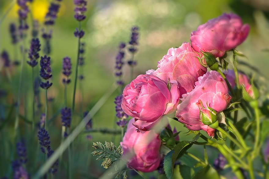 kukat, pinkki, ruusut, kukka, luonto, kesä, äitien päivä, romanttinen, lähikuva, tervehdys, onnittelukortti