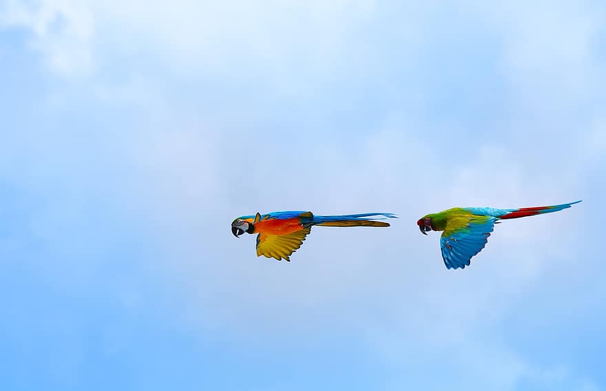 papegøjer, fugle, ara, flyvningen, flyve, himmel, eksotisk, blå