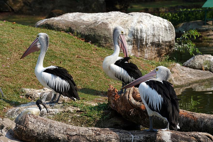 pelikaner, fugler, dyr, fjærdrakt, fjær, nebb, sedler, vannfugler, dyr verden, vill, dyreliv
