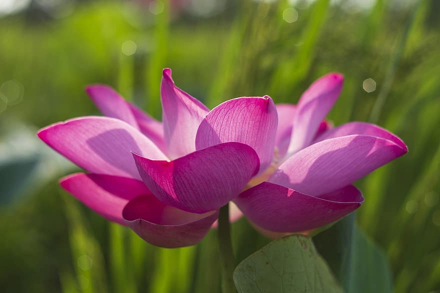 lótus, flor, Flor de Lotus, Flor rosa, pétalas, pétalas cor de rosa, Flor, planta aquática, flora, plantar, cabeça de flor