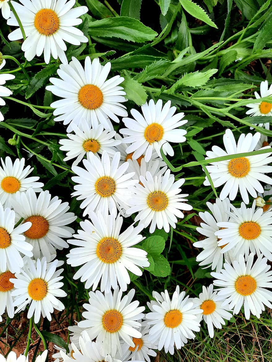 bunga aster, makro, putih, alam, flora, taman, bunga-bunga, bunga, berkilau, kuning