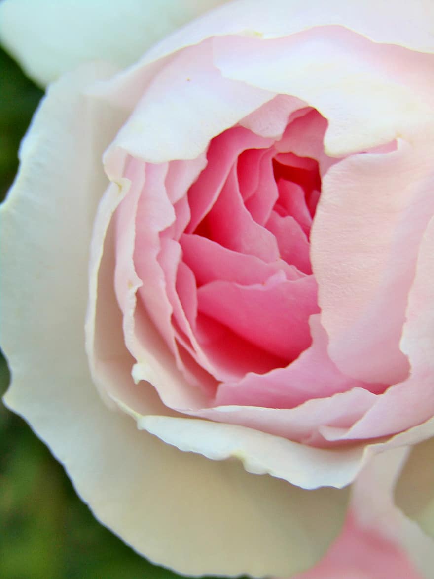 Rosa, rosado, flor, brote, blanco, romántico, floración, romance, pétalos, flor rosa, planta