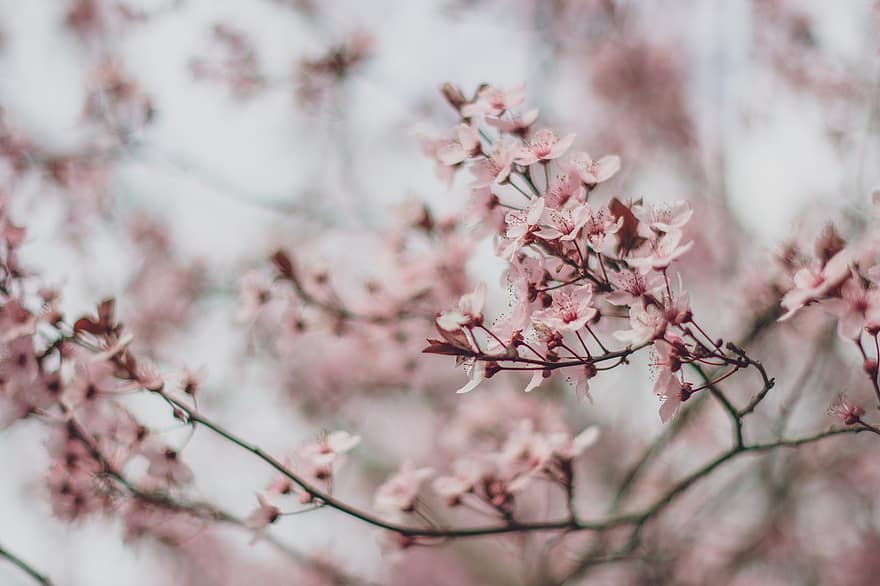 Třešňový květ, květiny, větev, sakura, třešeň, strom, růžové květy, rostlina, květ, jaro, Příroda