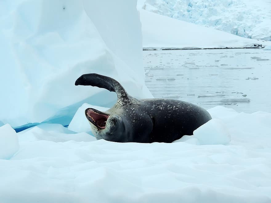 phoque léopard, iceberg, mer, antarctique, animal, faune, la glace, Arctique, neige, animaux à l'état sauvage, bleu