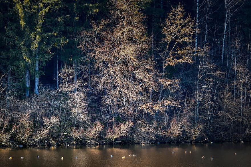 Trees, Birds, Forest, Lake, Branches, Dusk, Nature, tree, water, landscape, season