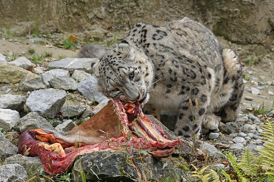 prédateur, léopard des neiges, irbis, gros chat, aliments, manger, les taches, portrait d'animal, panthera uncia