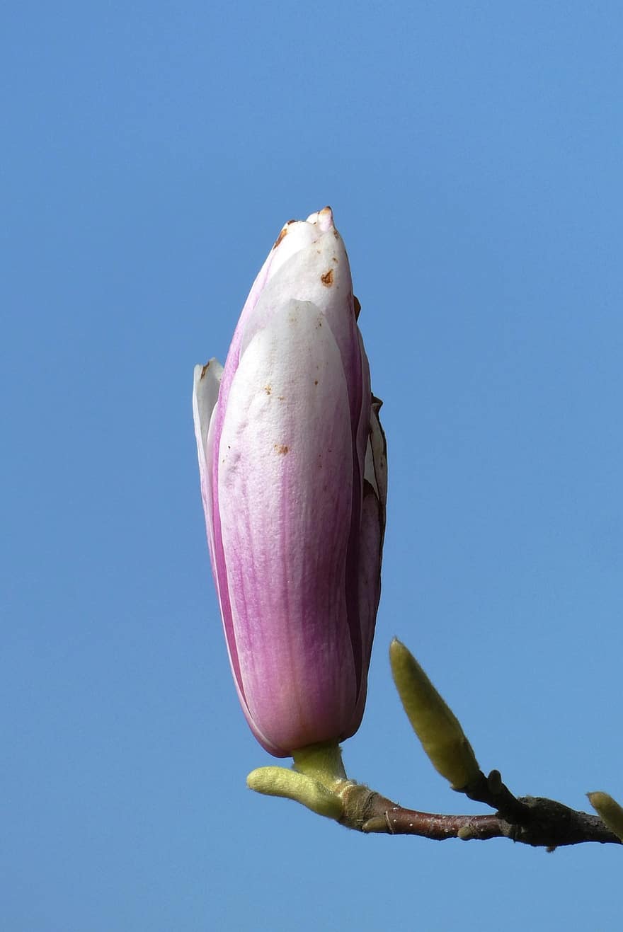 Magnolia, Flower, Flower Bud, Spring, Nature, Knob, Blossom, Petals, close-up, plant, flower head