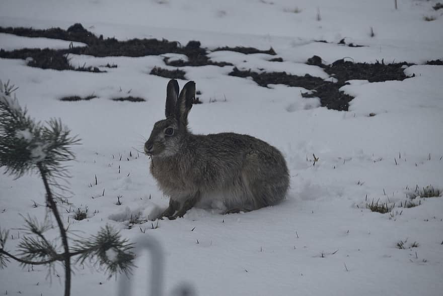 thỏ rừng, Con thỏ, mùa đông, Phần Lan
