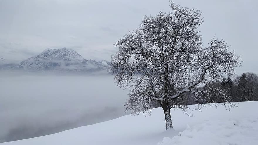 Winter, Nebel, Schnee, kalt, Frost, winterlich, schneebedeckt, Bäume, Schneelandschaft, Landschaft, Winterwald