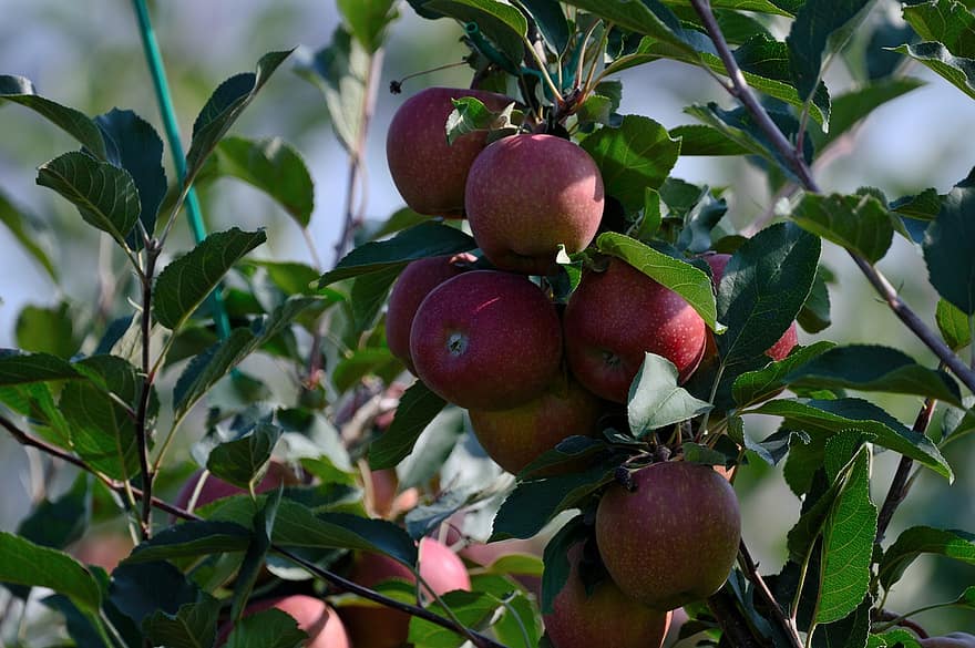 красные яблоки, фрукты, ветка, яблоки, листья, яблоня, дерево, завод, питание, органический, природа