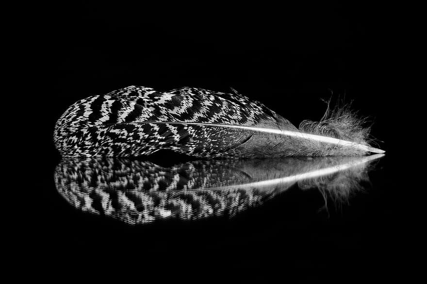 Feather, Pheasant, Bird, A Light Weight, Black Background, Pheasant Feather, Feathers, Structure, Kernel, Bird Feathers, Fluff