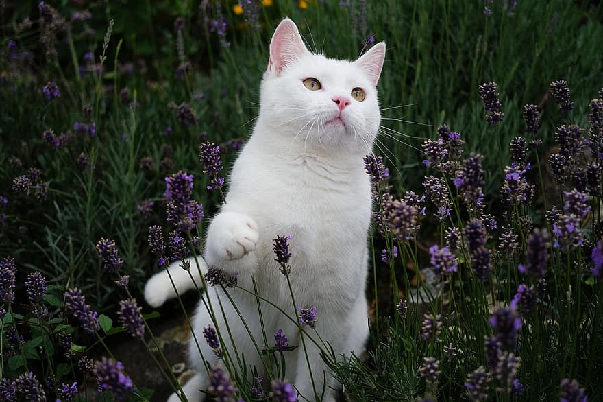 katė, sodas, lauke, gyvūnas, britų trumpaplaukis, pobūdį, fantazija