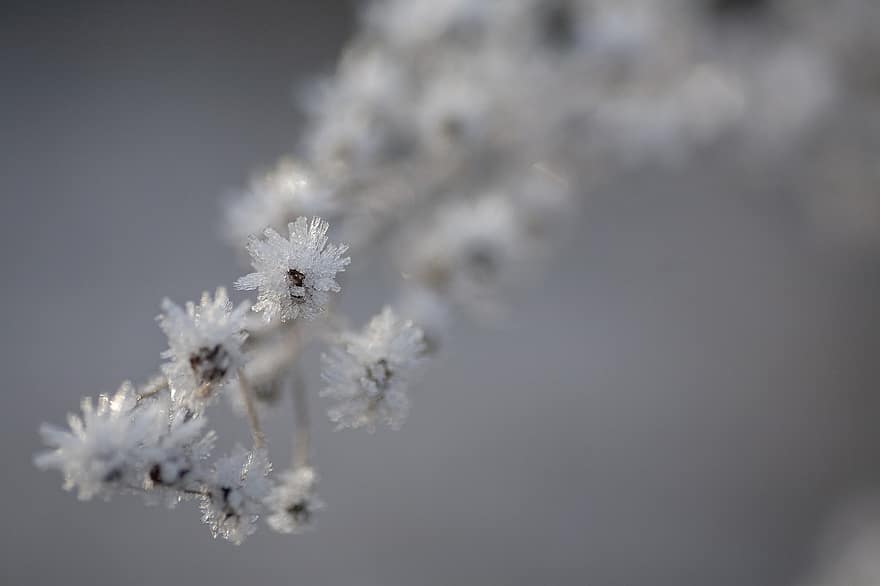 Pflanze, Blumen, Raureif, Winter, Eis, Kristalle, Frost, kalt, Schnee, Natur, Nahansicht