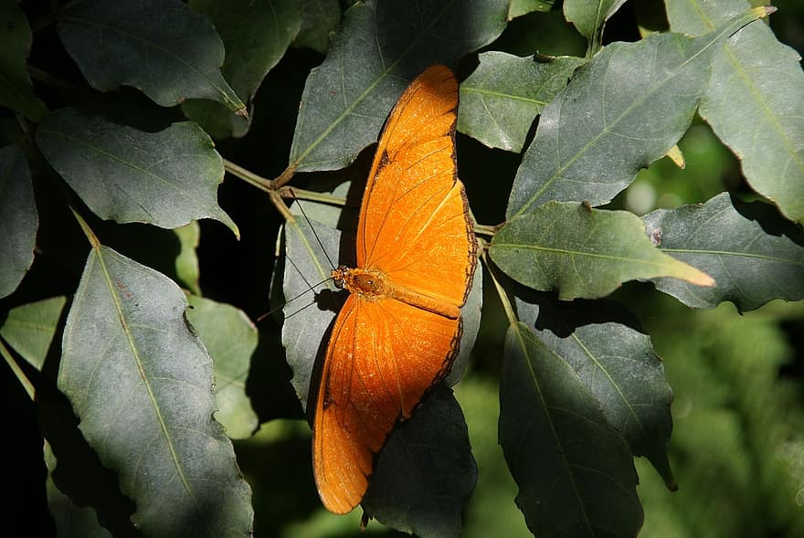 バタフライ、昆虫、翼のある昆虫、蝶の羽、葉、動物相、自然