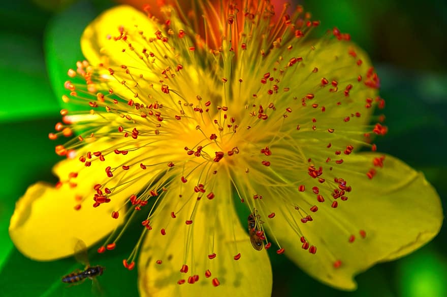 blomst, st john's wort, petals, gul, stamen, insekt, blomstrer på, sommer, natur, hage, Johannesurt som