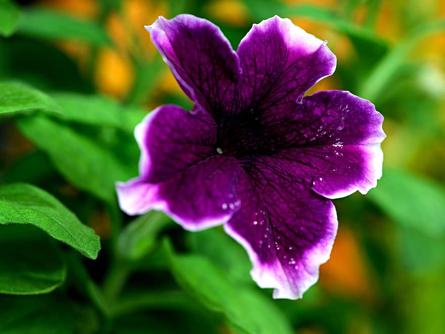 петунія, квітка, пурпурна квітка, пелюстки, фіолетові пелюстки, Рослина, цвітіння, флора, природи