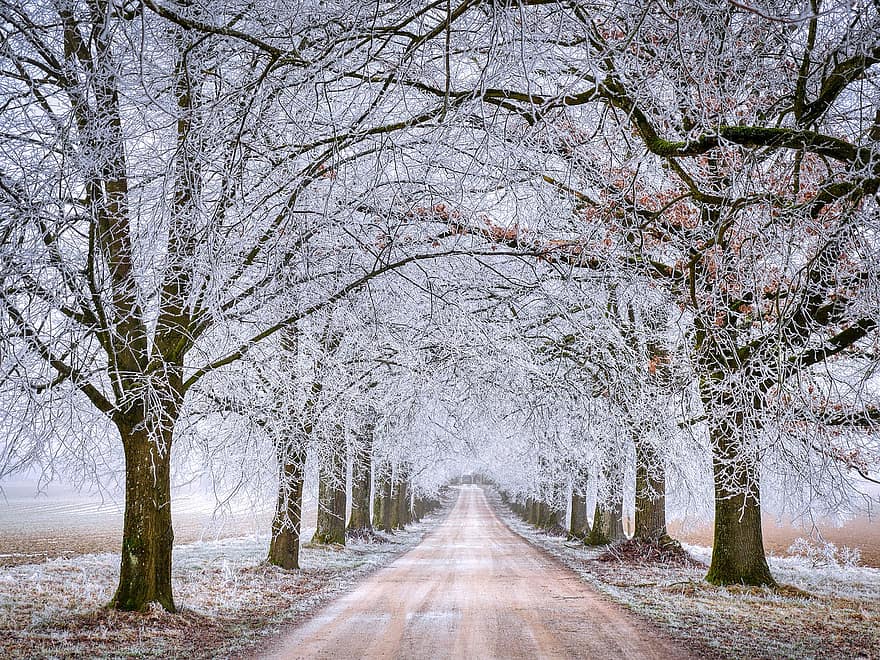 drum, copaci, iarnă, îngheţ, zăpadă, cale, ramuri, rece, bruma, natură, copac