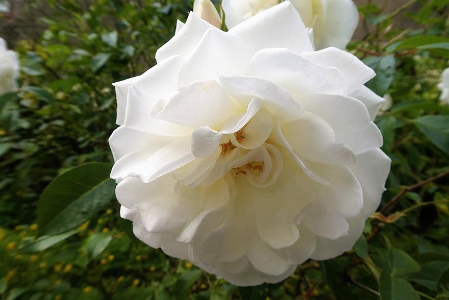 Rosa, flor, planta, Rosa blanca, flor blanca, naturaleza, floración, jardín, flora, pétalos, de cerca