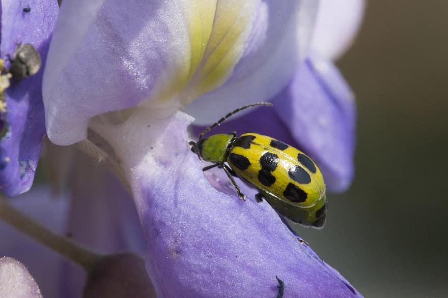bille, insekt, blomst, iris, plettet agurk beetle, dyr, anlegg, natur, nærbilde, pollinering