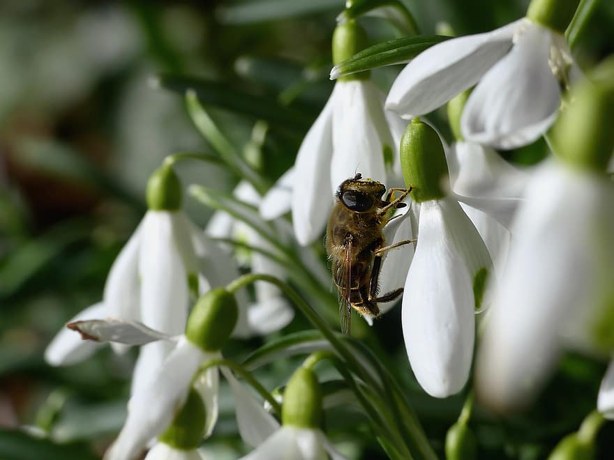 sveveflyv, insekt, pollinere, pollinering, Snowdrop, blomst, anlegg, hage, vår, natur, nærbilde