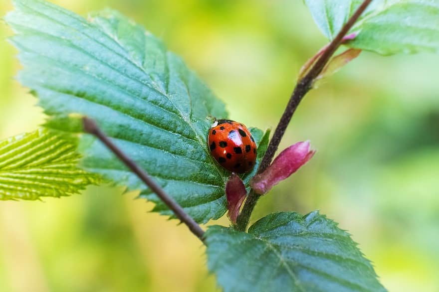 Ladybug, Insect, Ladybird Beetle, Beetle, Red Beetle, Dotted, Dotted Beetle, Nature, Leaf, Fauna, Animal