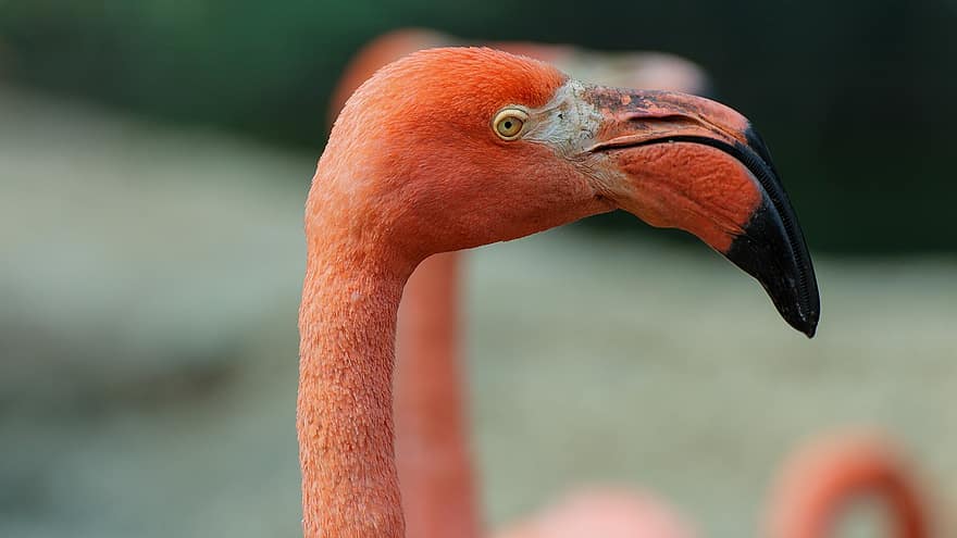 фламинго, фламингова глава, глава, екзотичен, природа, перушина, водна птица