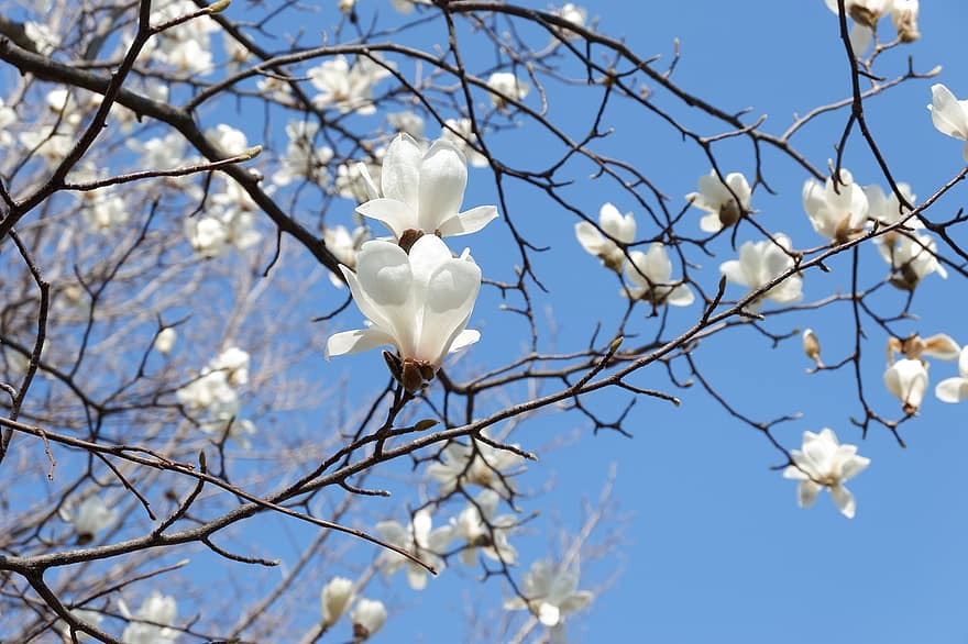 yulan magnolia, bloemen, boom, witte bloemen, takken, de lente, blauwe lucht, bloeien, bloesem, natuur