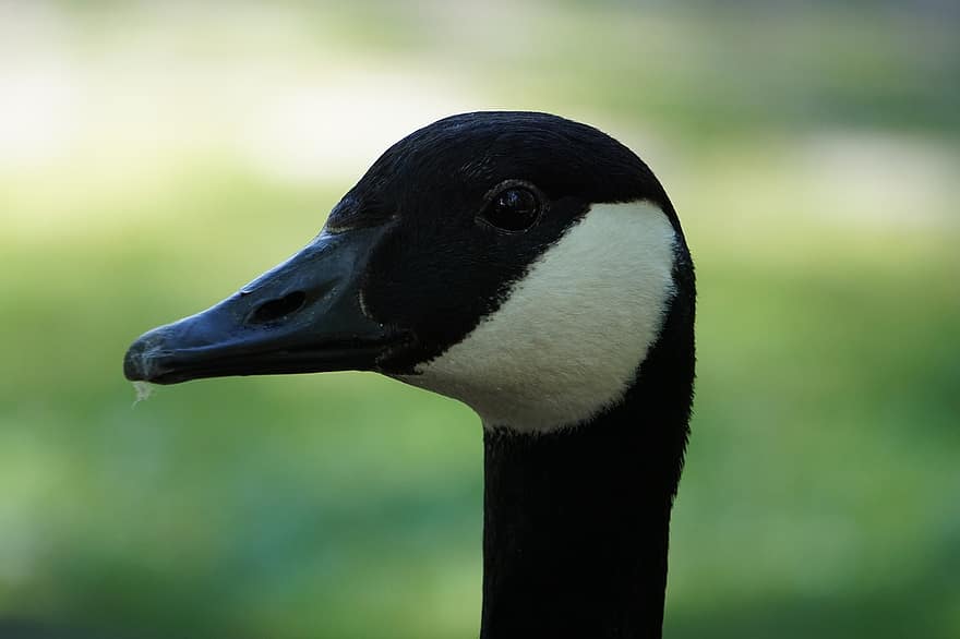 Goose, Bird, Animal, Canada Goose, Waterfowl, Water Bird, Aquatic Bird, Animal World