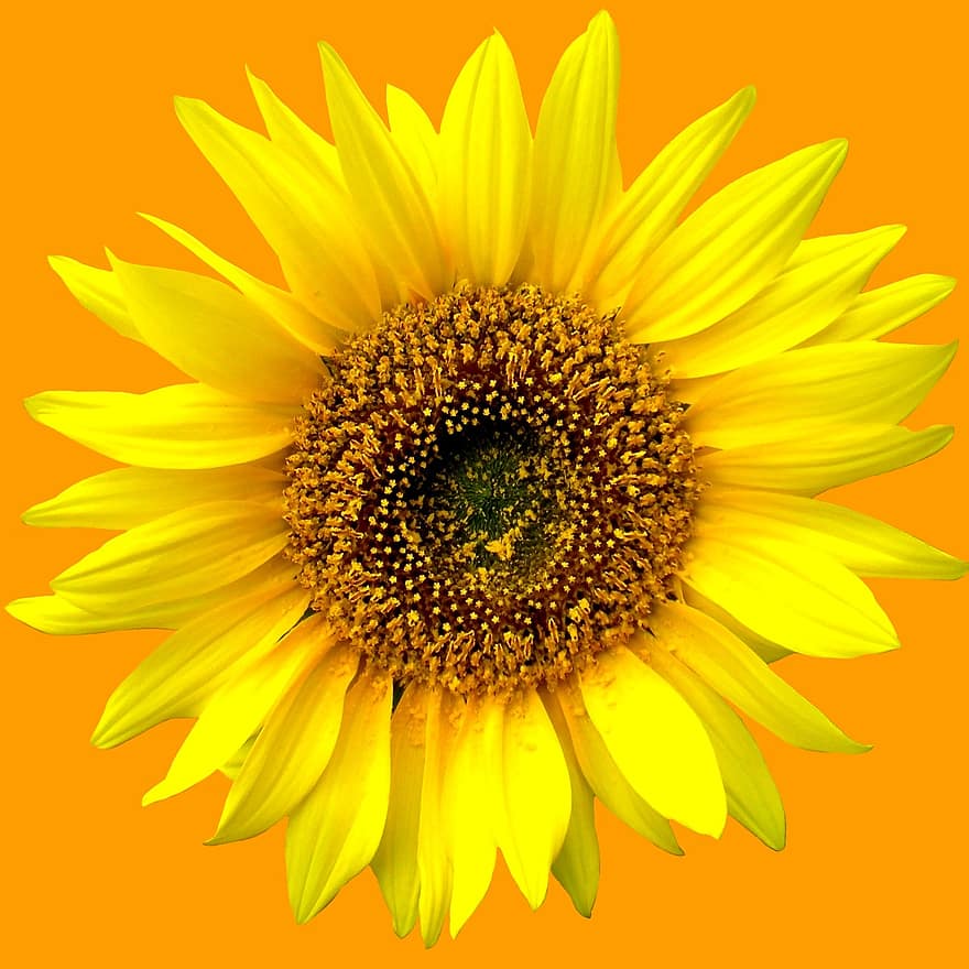 solros, sommar, blommor, Sol, växt, blomma, flora, gul, orange, gul blomma, natur