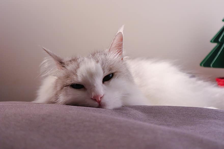 قط ، نعسان ، قطة نائمة ، قطة بيضاء ، حيوان اليف ، القطط ، فرو أبيض ، المنزلي