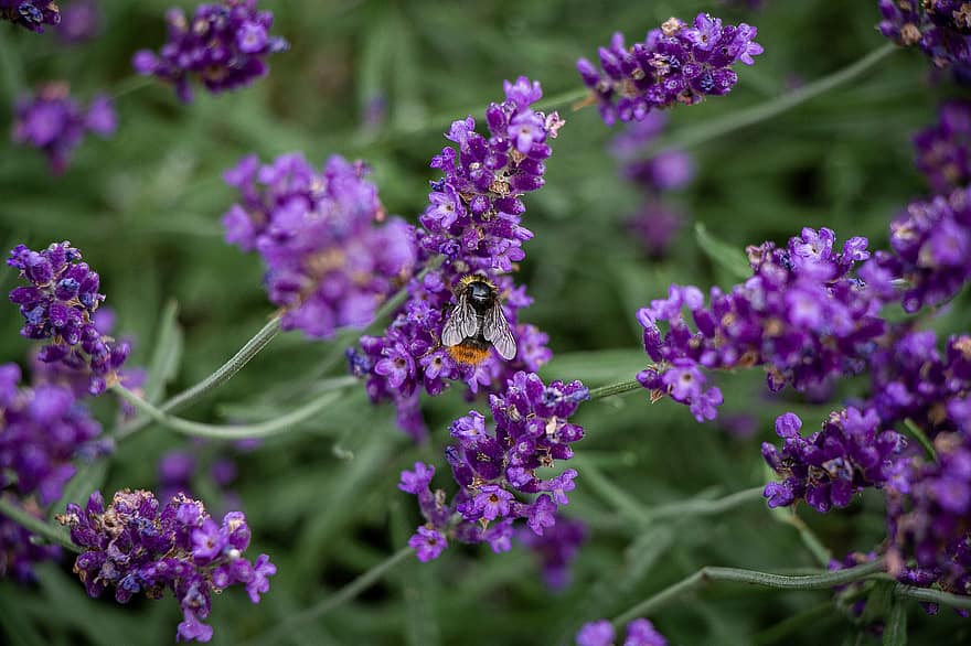 albină, insectă, poleniza, polenizare, lavenders, flori, insectă înțepată, aripi, natură, hymenoptera