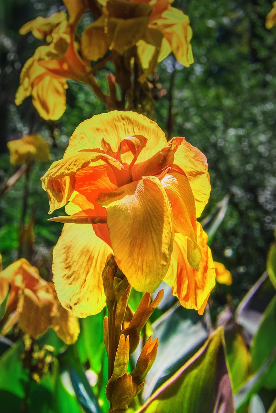 iris, las flores, flores de naranja, jardín, jardinería